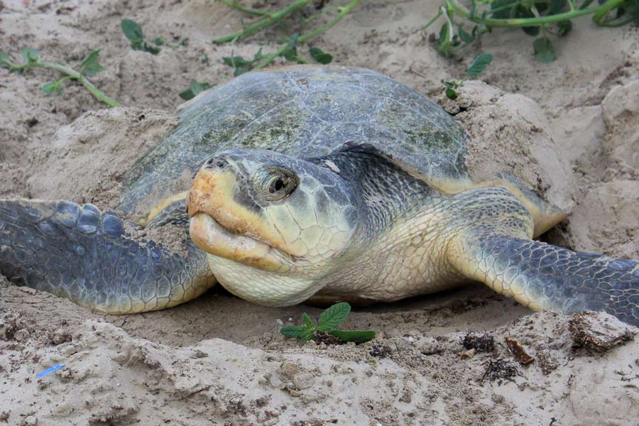 Kemp's Ridley Turtle | Olive Ridley Project