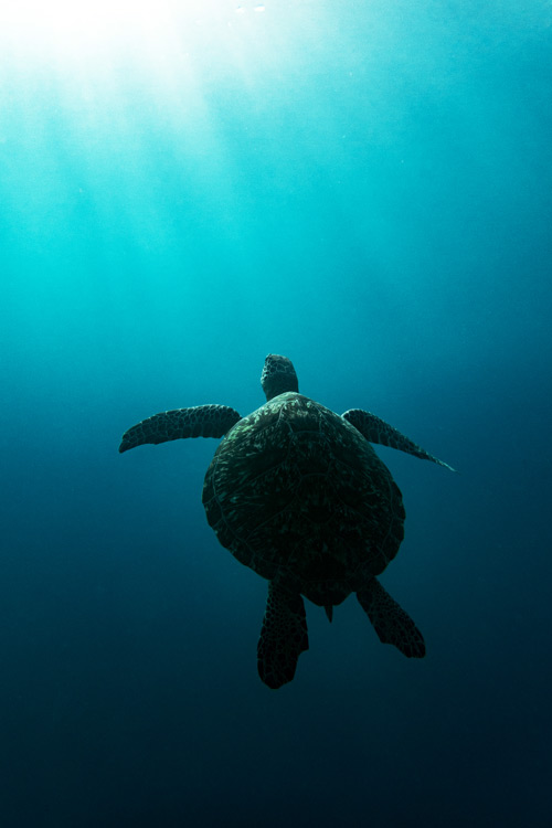 Green turtle swimming in the big blue towards the sunlight. Image.