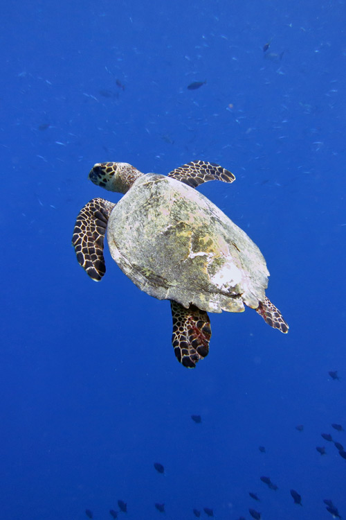 Hawksbill turtle swimming in the blue surrounded by fish. Image.