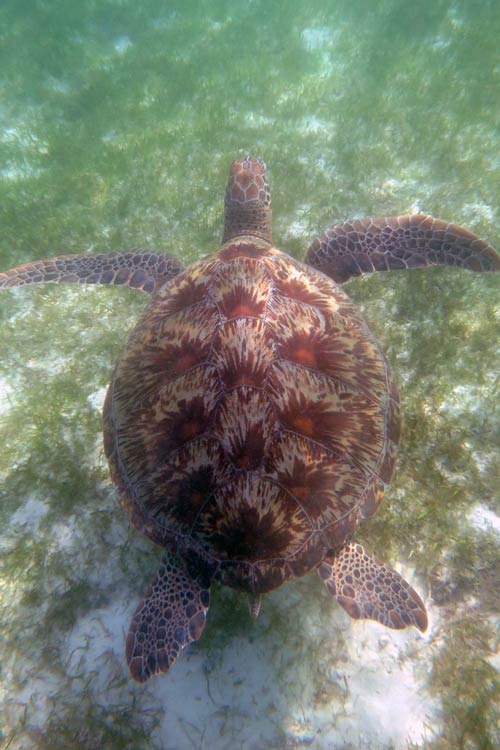 Adult female green turtle with small tail swimming in sea grass meadow, Maldives, image.