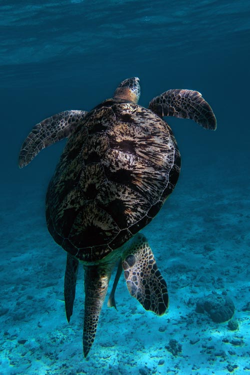 An adult male green turtle from behind showing a long tail, Maldives. Image.