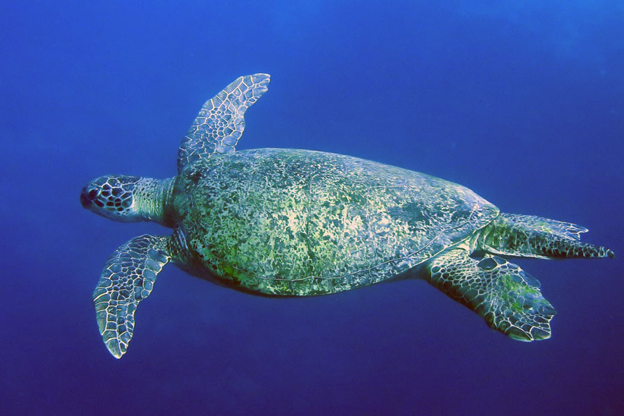 An adult male green turtle, Bjorn, approximately 100cm long, swimming in the blue, Maldives. Image.