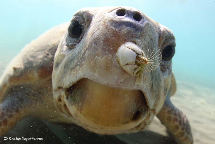 Barnacle on loggerhead sea turtle. Image.