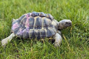 Tortoises have a domed shell that allows them to retract their head into their shell. Image of a Greek spur-thighed tortoise.