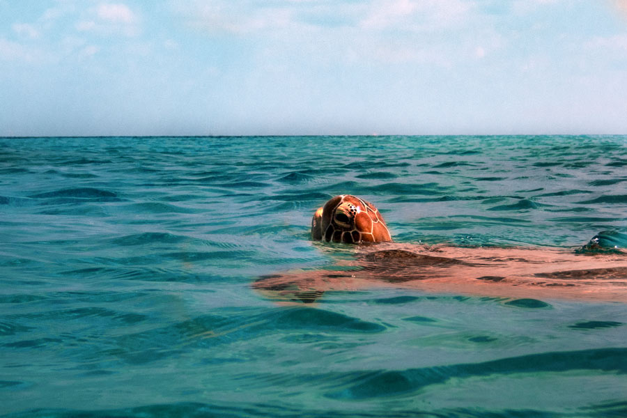 A green turtle comes up for a breath, Maldives. Image.