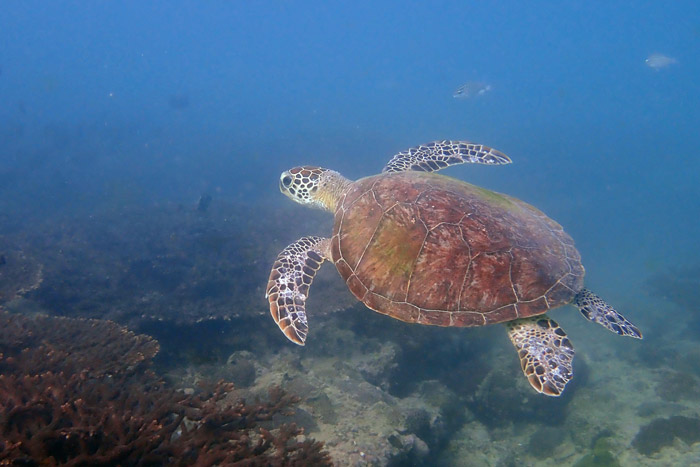 Green turtle swimming neat a reef, Oman. Image