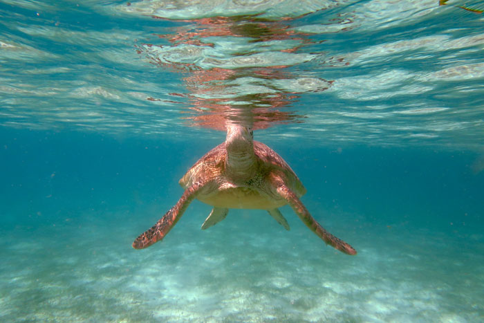 Underwater image of a green turtle popping its head above water for a breath, Maldives. Image.