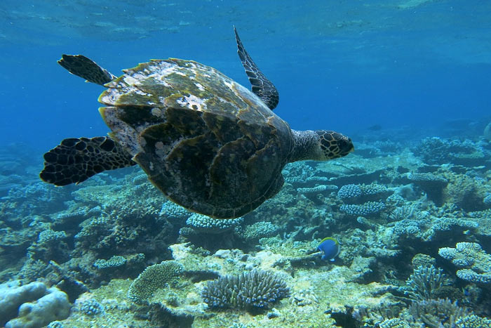 A hawksbill turtle missing a front flipper, Maldives. Underwater. Image.