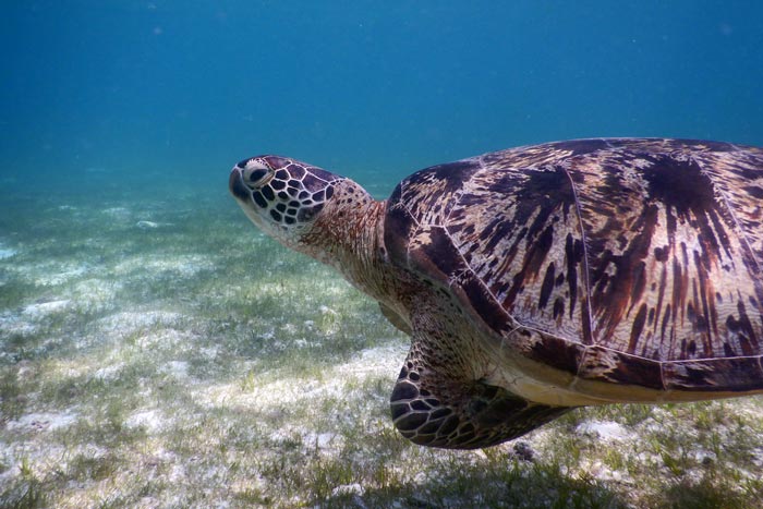 Male green sea turtle swimming over sea grass, Lhaviyani Atoll, Maldives