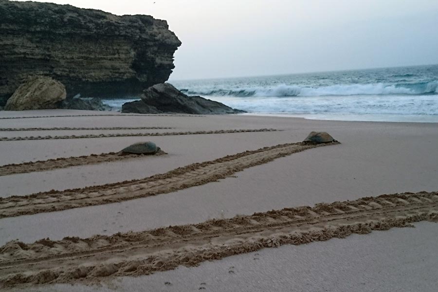 Green turtle tracks made by females returning to sea after nesting, Oman. Image.