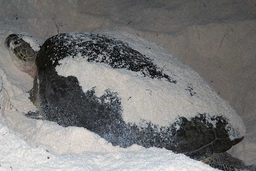 A nesting green turtle, Laamu Atoll, Maldives. Image