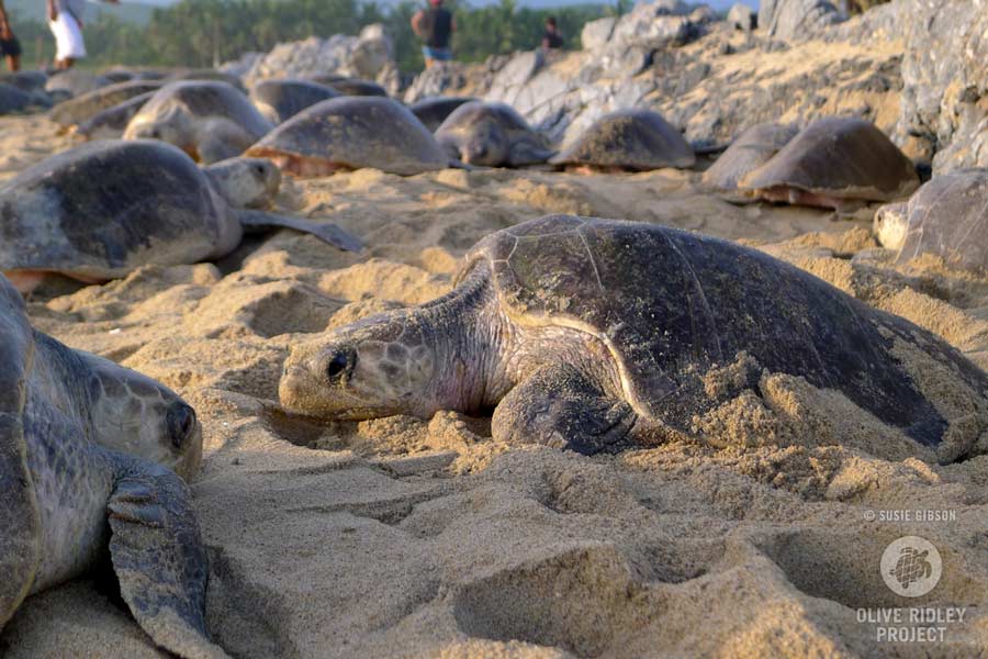 Olive ridley-kilpikonnat pesivät yhdessä arribada-nimisessä massapesätapahtumassa. Kuva.