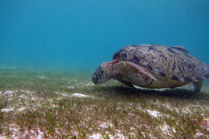 Adult male green turtle feeding on sea grass, Lhaviyani Atoll, Maldives. Image.