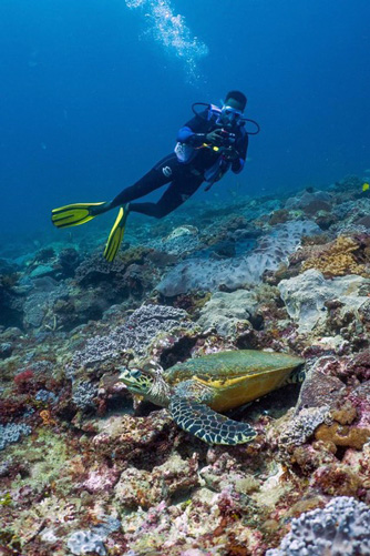 Leah Mainye, a marine biologist in Kenya, conducting turtle photo-ID for ORP on a reef in Kenya. Image.