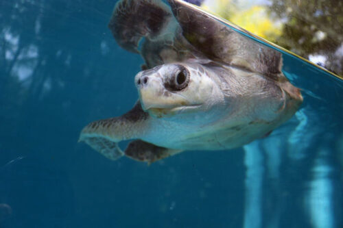 Turtle patient Arti in his tank at ORP Turtle Rescue Centre. Image.