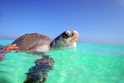 Turtle patient Arti on a sea swim. Image