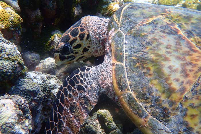 Juvenile hawksbill eating coral, Maldives. Image.