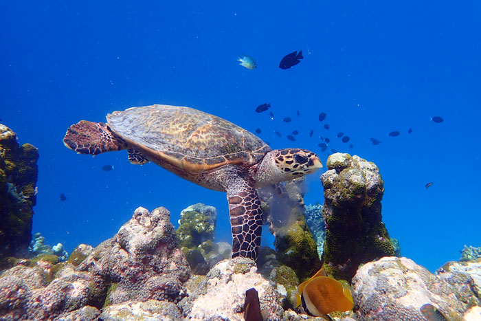 Juvenile hawksbill swimming over colourful reef, Maldives. Image.