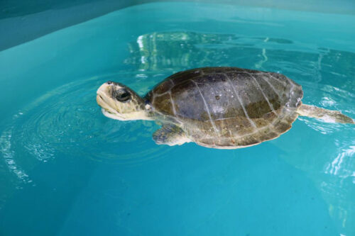 Turtle patient Disco with his head above water. Image.