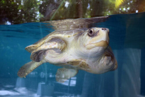 Turtle patient Heidi in the tank at the ORP Turtle Rescue Centre. Image.