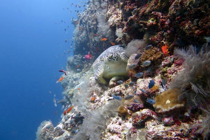 Adult female green turtle on a colourful reef, Lhaviyni Atoll, Maldives. Image.