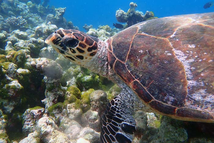 Juvenile hawksbill turtle, swimming over reef, North Male Atoll, Maldives. Image.