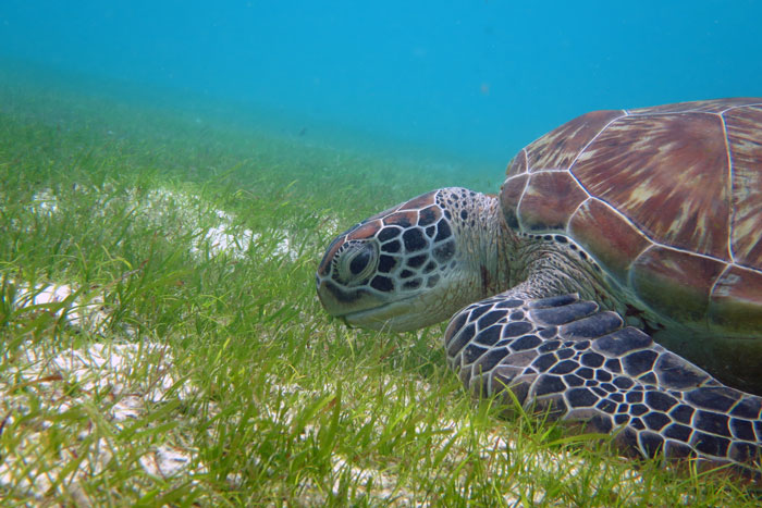 Adopt a sea turtle. Juvenile green turtle eating sea grass, Lhaviyani Atoll, Maldives. Image.