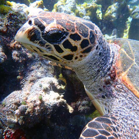 Adult male hawksbill turtle left profile, North Malé Atoll, Maldives. Image.