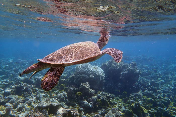 Maschio hawksbill popping testa al di sopra della superficie per l'aria, Maldive. Immagine.