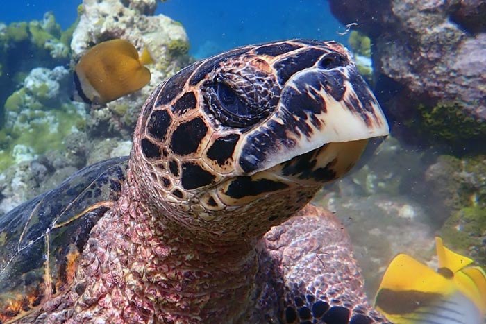 Juvenile hawksbill turtle, North Male Atoll, Maldives.