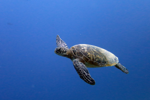 Green sea turtle swimming in the blue, Maldives. Image.