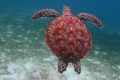 Green turtle shell, image