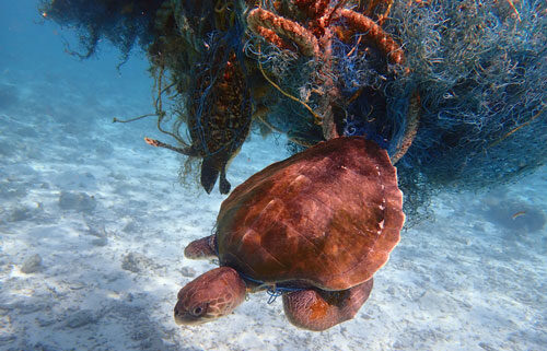 Hawksbill and olive ridley turtles entangled in ghost gear, Maldives. Image.