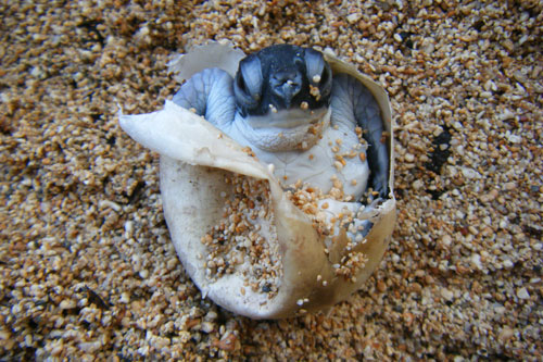 Green turtle hatchling emerging from the egg. Image.