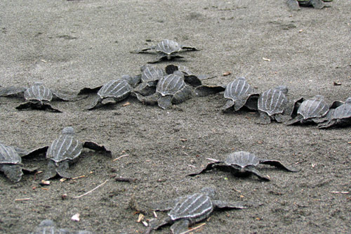 Leatherback hatchlings, Pacuare Reserve, Costa Rica