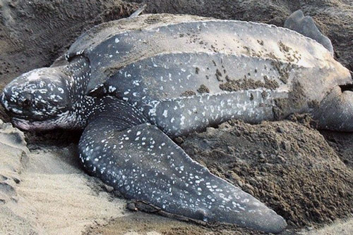 Nesting leatherback sea turtle, Gandoca-Manzanillo National Wildlife Refuge, Costa Rica, image