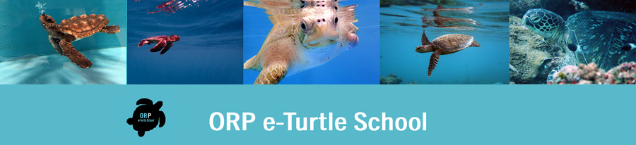 e-Turtle School, a free online course that teaches you everything you ever wanted to know about sea turtles, from biology to conservation.