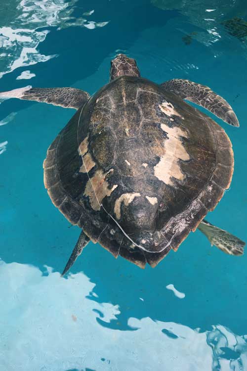 Turtle patient Coral's full carapace. Image.