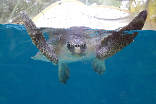 Turtle patient Coral in the tank at the ORP Rescue Centre. Image.