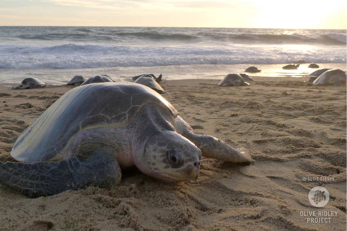 Olive ridley turtle nesting during arribada event, Mexico. Image.