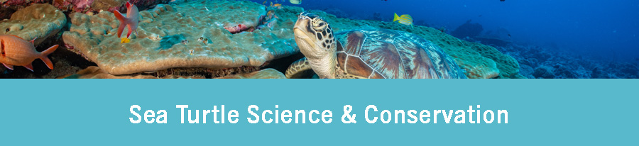 Sea turtle science and conservation. Free course by Olive Ridley Project.