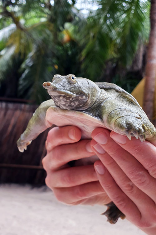 Chinese soft shell turtle