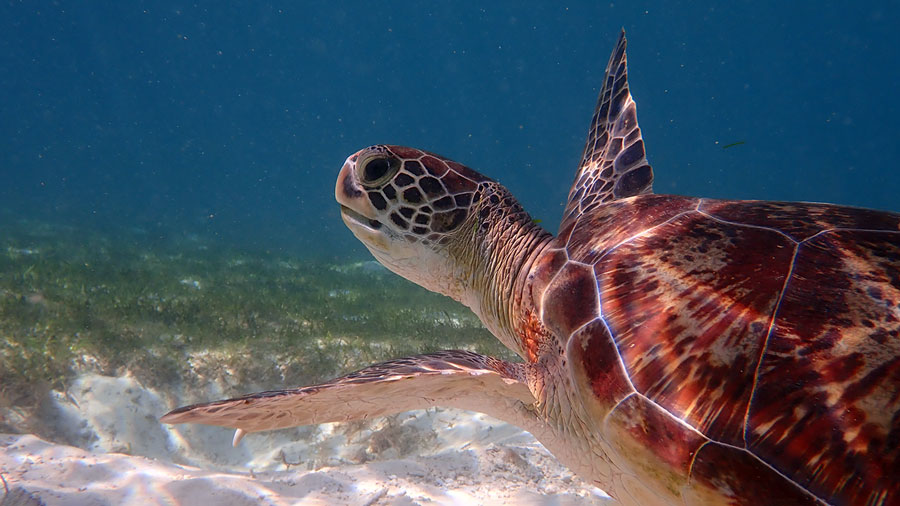 FACT] Baby Turtles are the cutest thing ever. : r/TurtleFacts