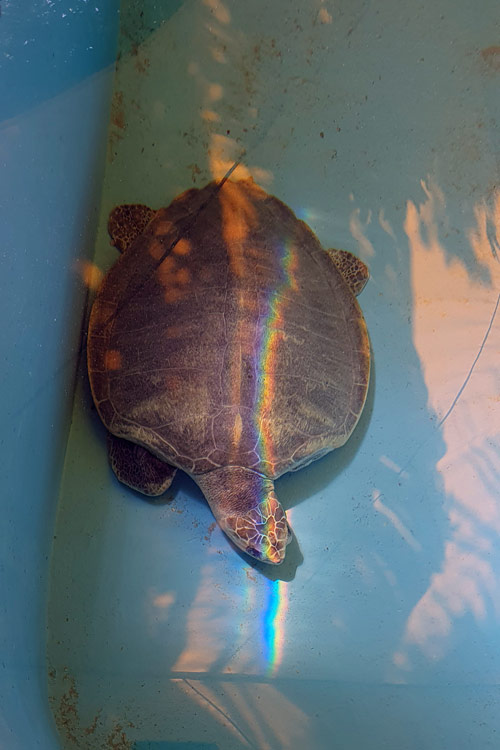 Turtle patient Heidi resting at the bottom of his tank. Image.