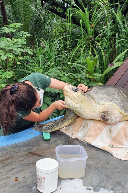 Sea Turtle Biologist Rosie giving turtle patient Azura a good scrub. Image.