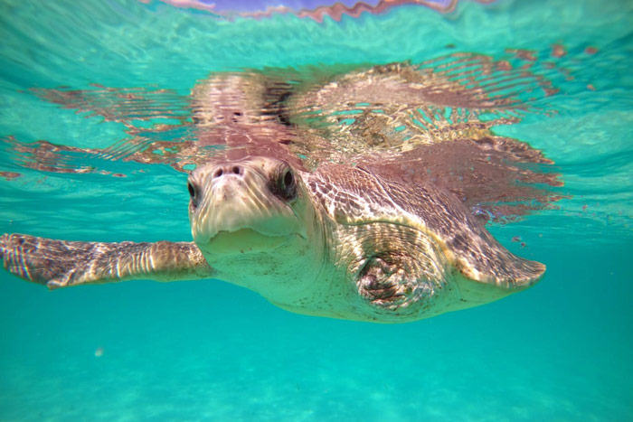 Turtle patient Azura on a sea swim. Image.