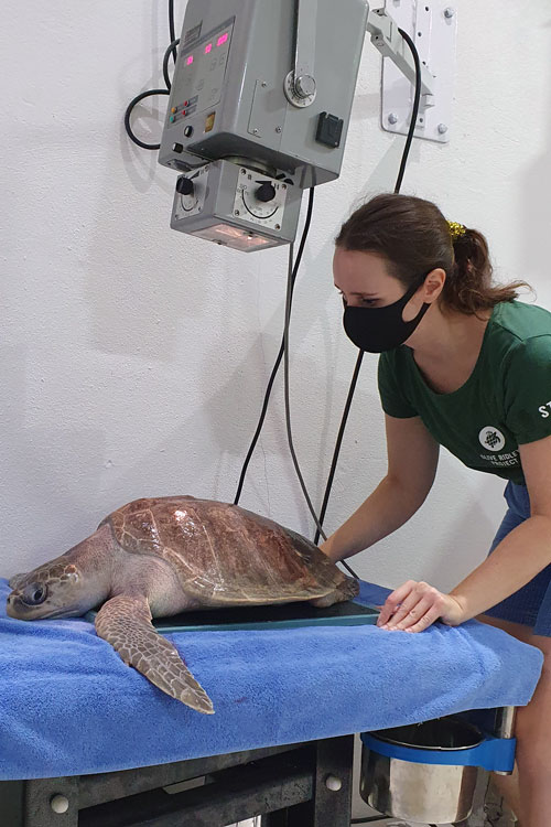 ORP Turtle Vet Dr. Minnie taking an x-ray of turtle patient Coral. Image.