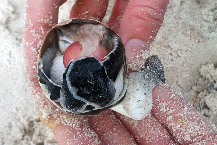 Polycephalic turtle hatchling in the egg. Image.