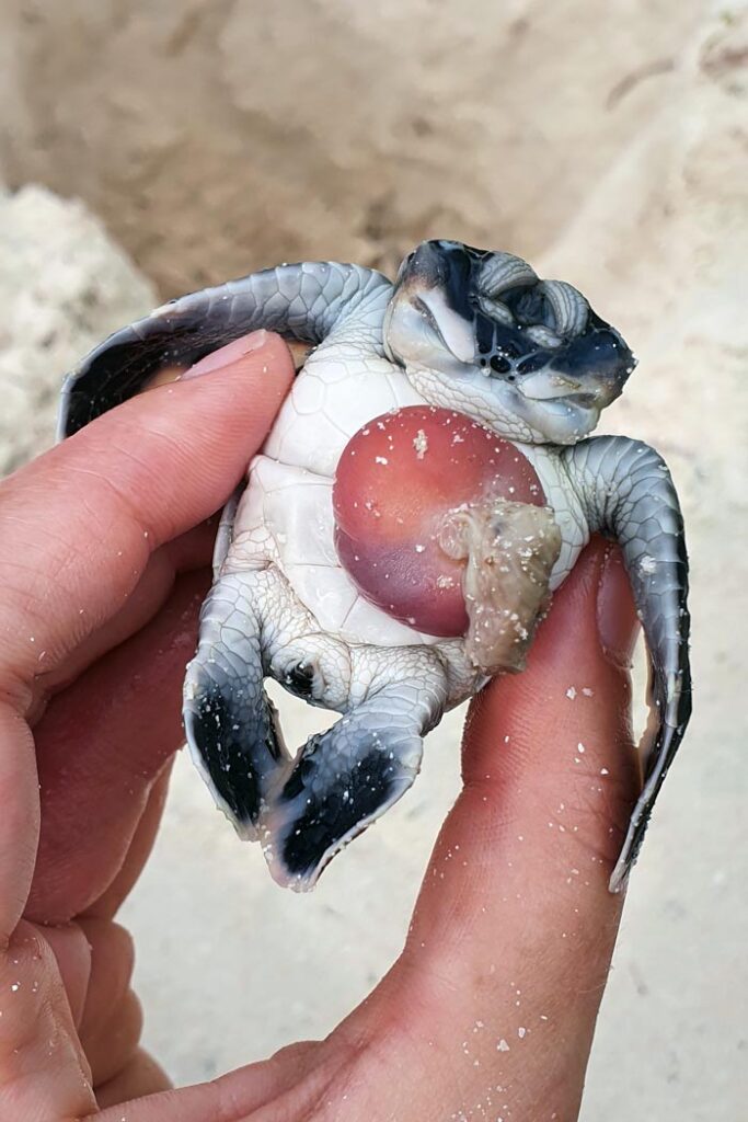 Polycephaly turtle hatchling removed from the egg. Image.