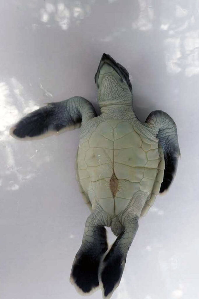 A normal turtle hatchling. Image.